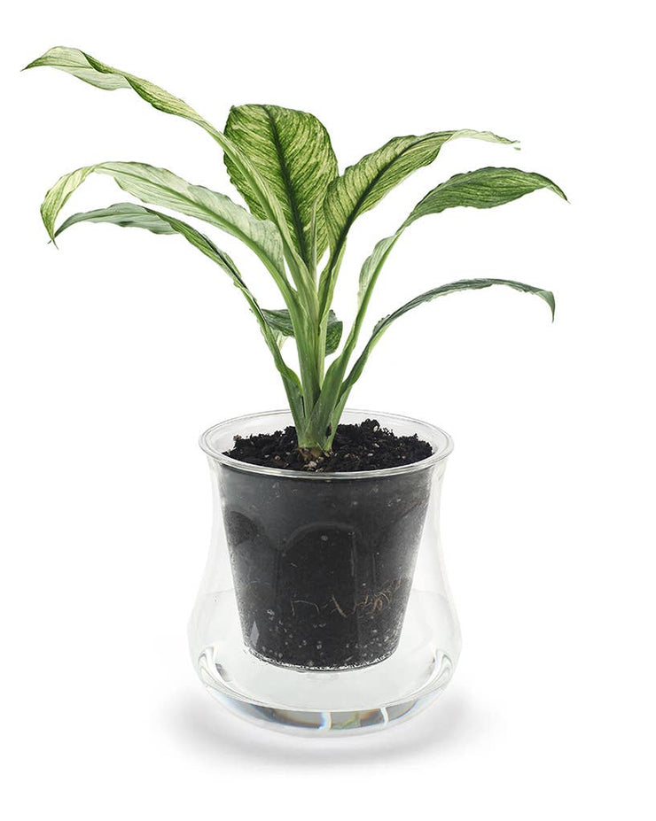 X-Large Glass Self-watering Planter