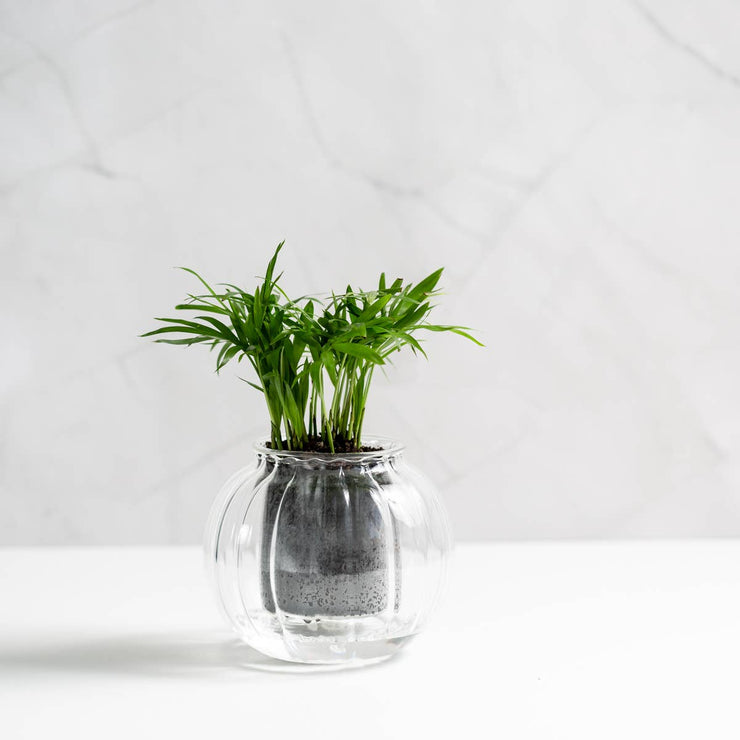 Medium Ribbed Glass Self-Watering Planter: