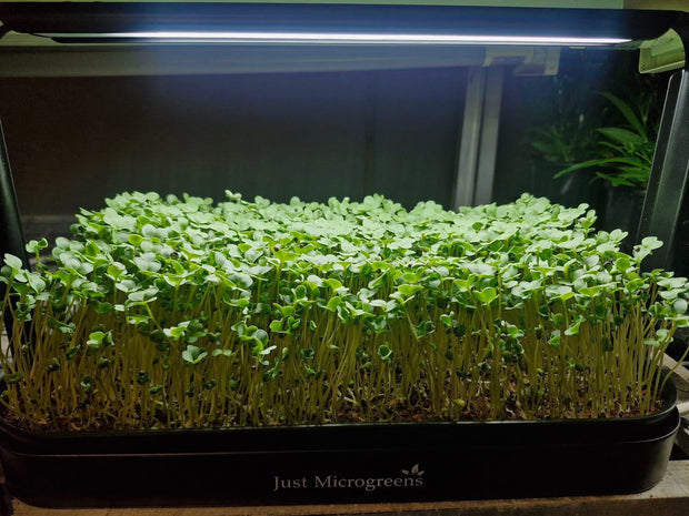 Just Microgreens grow kit