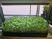 Just Microgreens grow kit