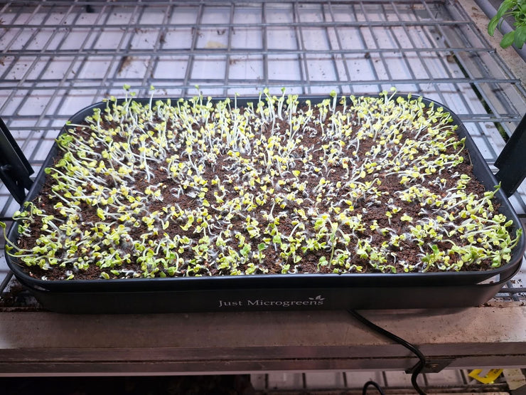 Just Microgreens grow kit