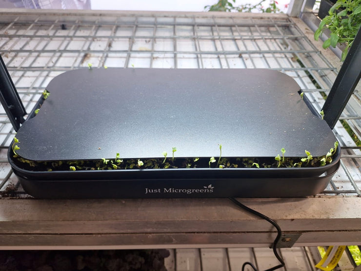 Just Microgreens grow kit