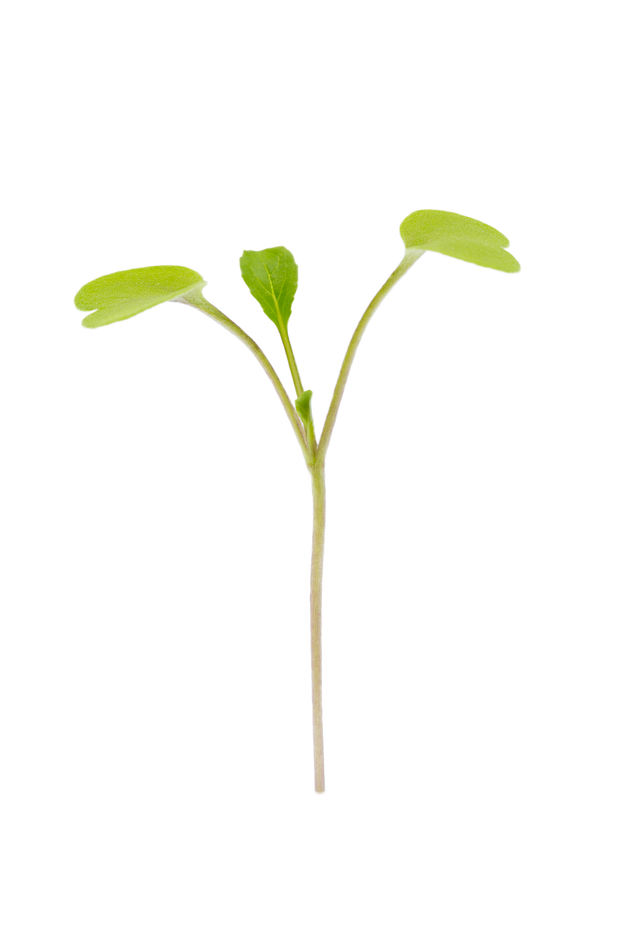 PAK CHOI | 12 Seedmats